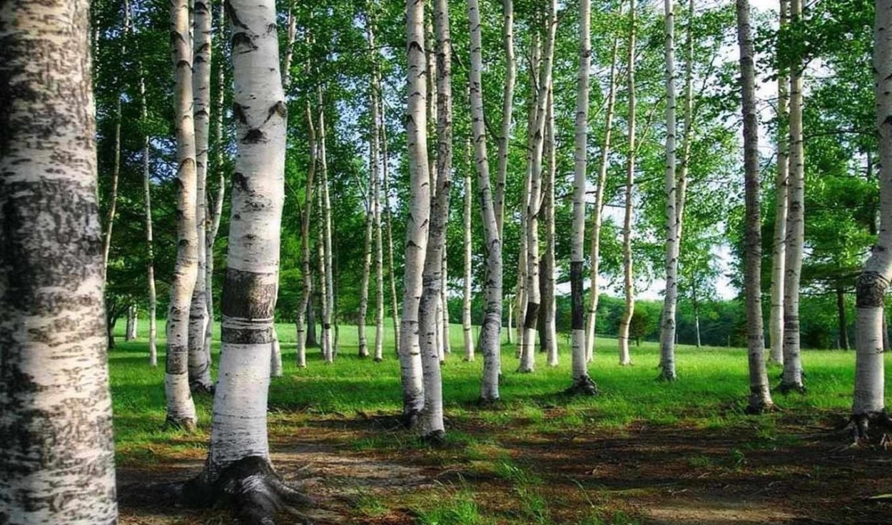 Канадская береза