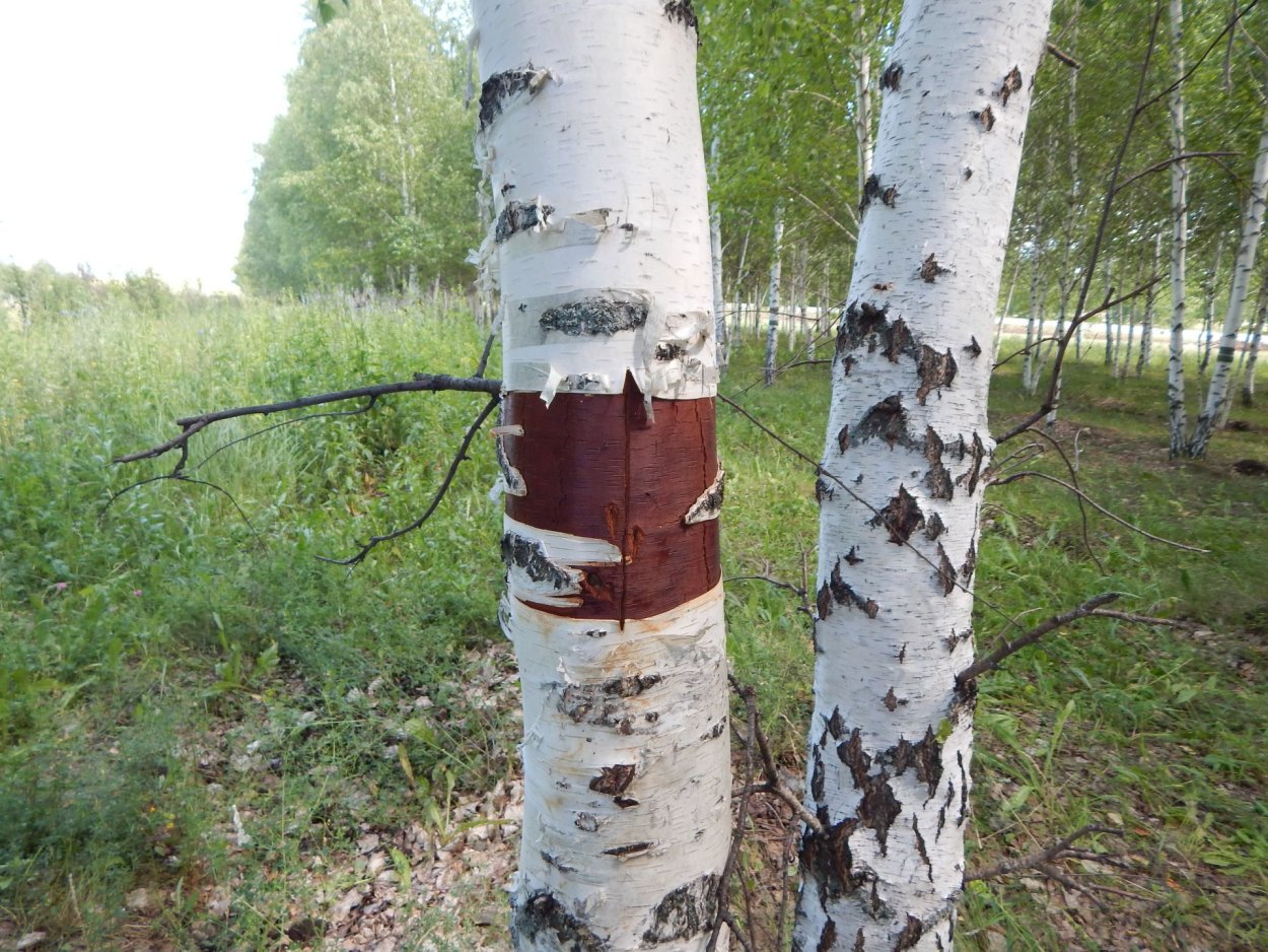 Почки березы