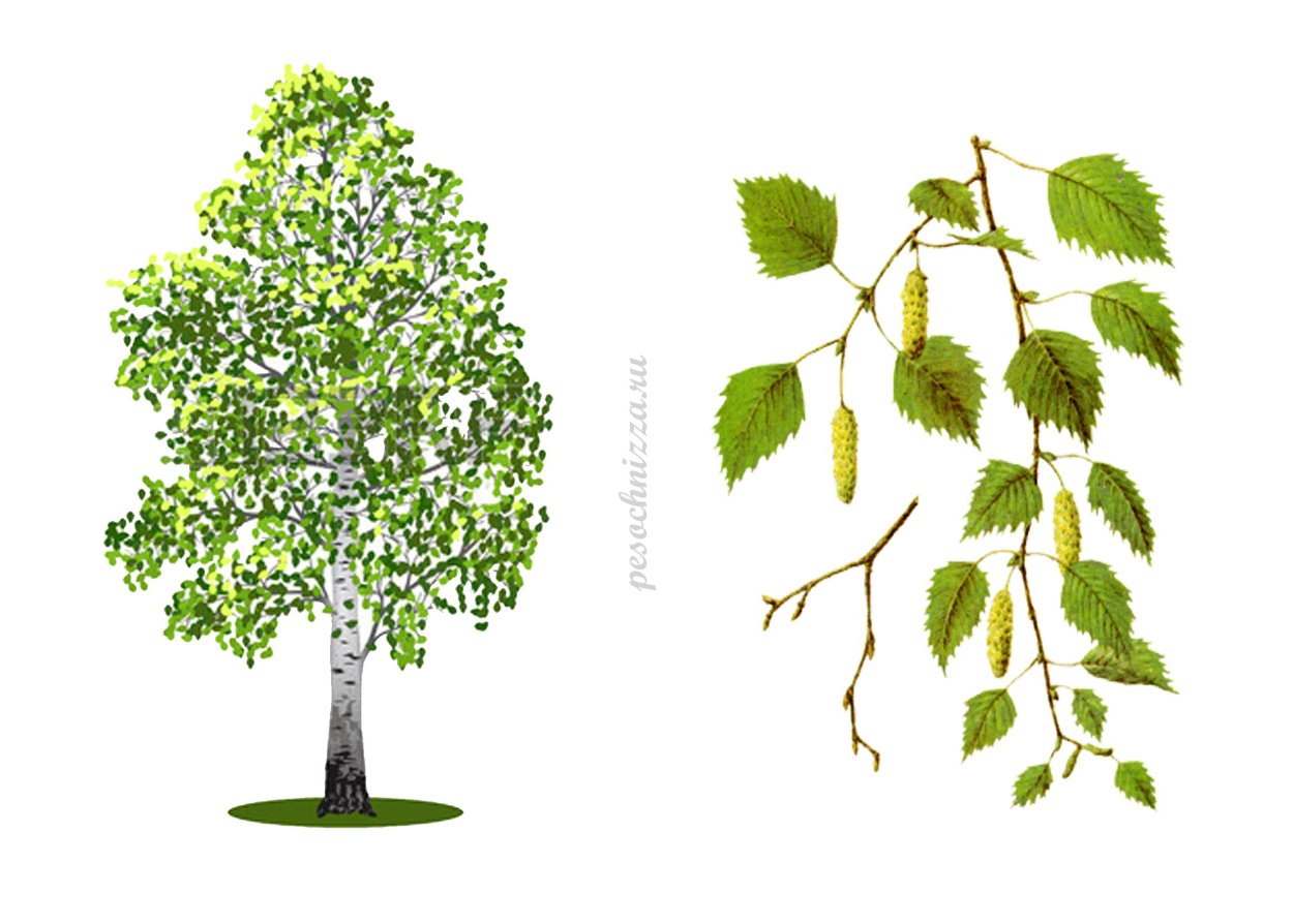 Лиственные деревья береза