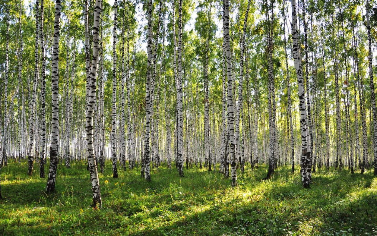 Рязань Берёзовая роща лето