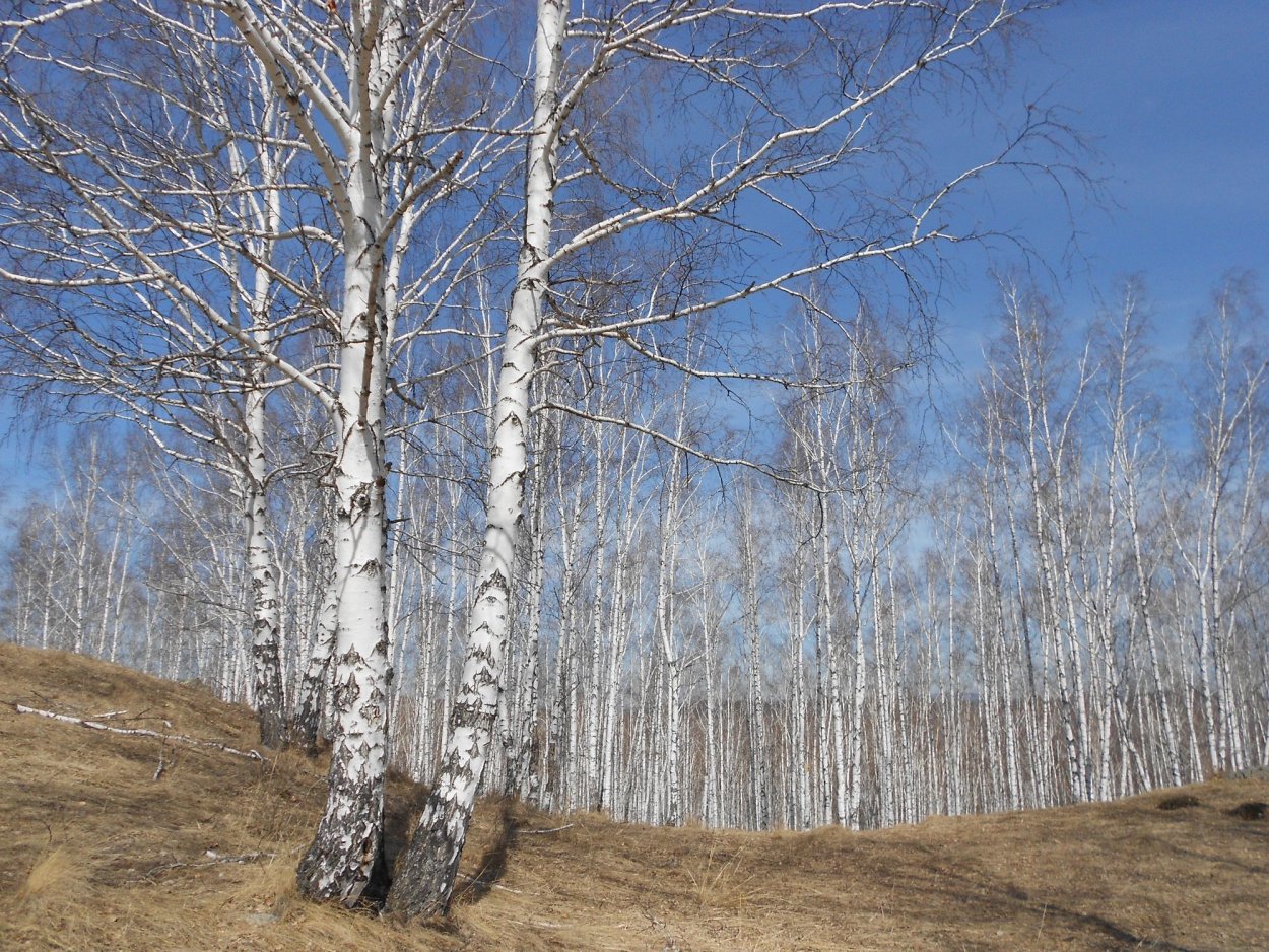 Береза весной