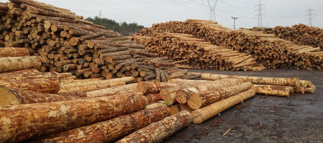 Балансы древесины это