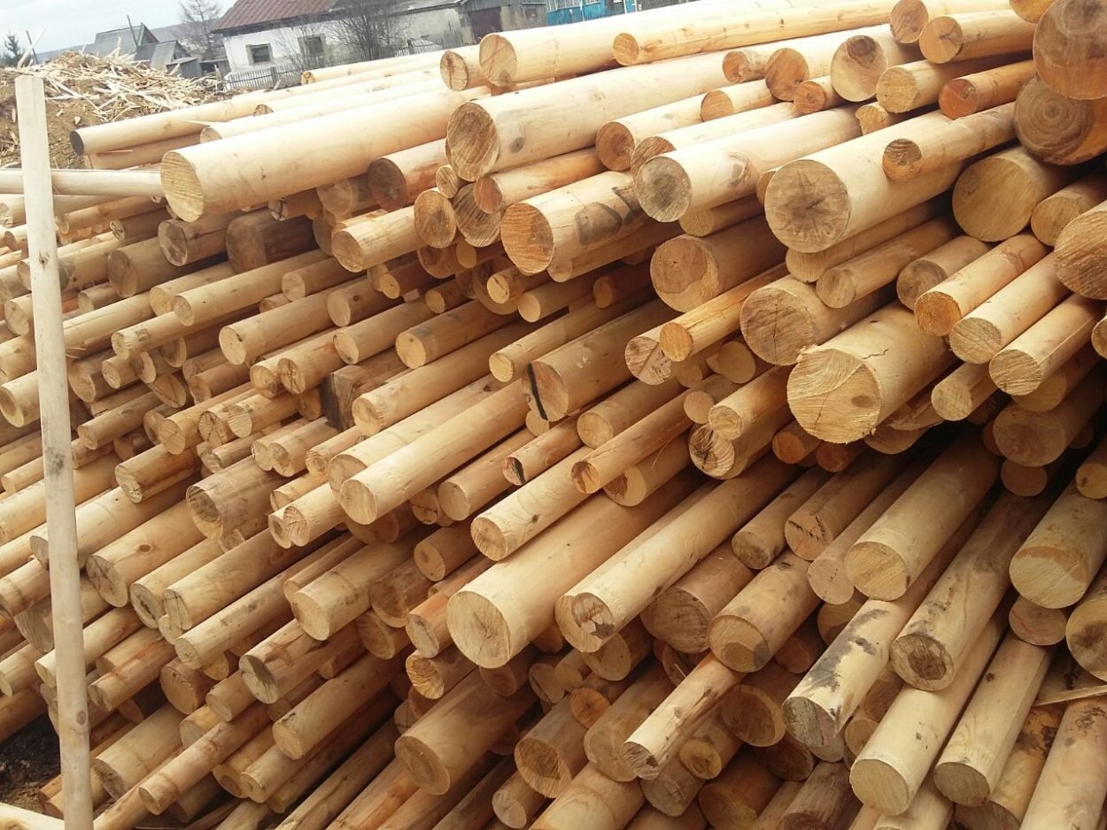 Береза овальнолистная ветка