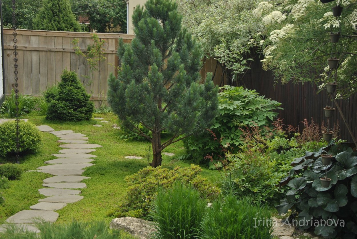 Хвойники в Лесном ландшафте