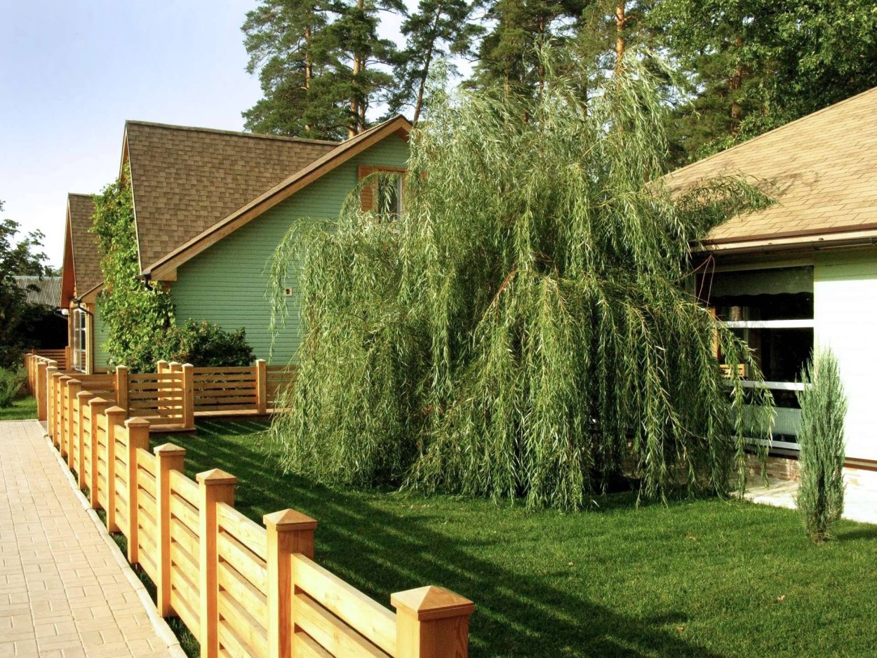 Сосна черная Австрийская полуштамб