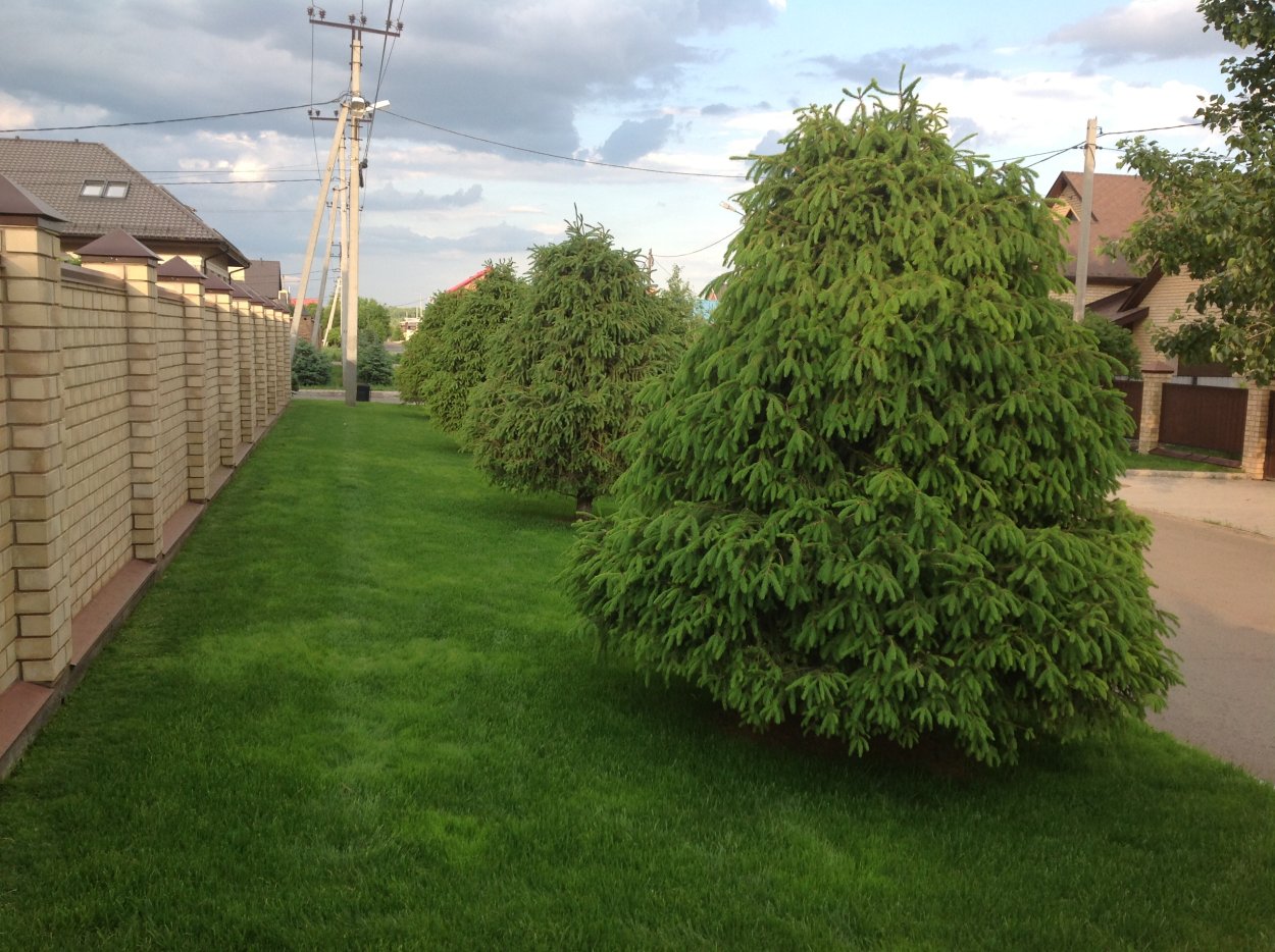 Миксбордер с елью колючей