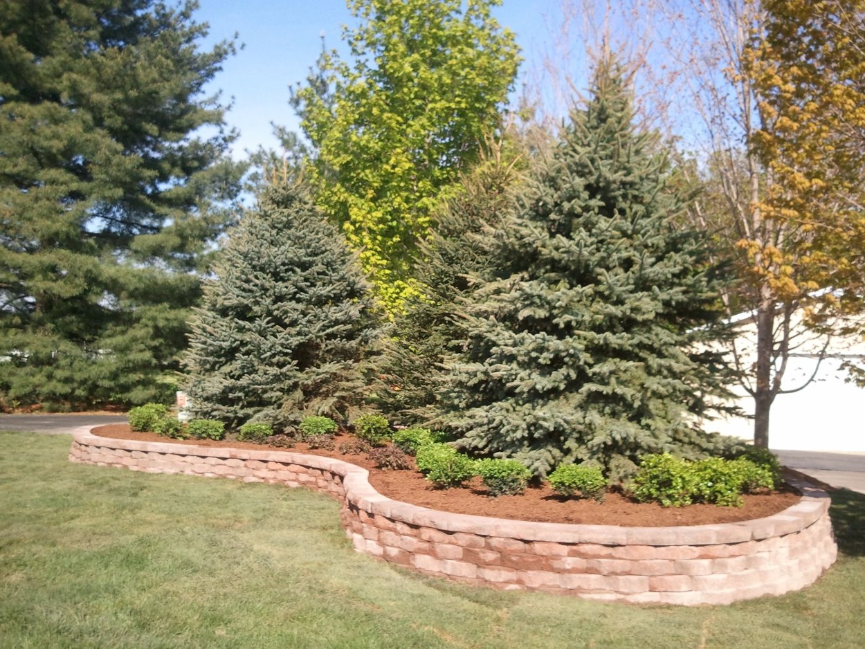 Лиственница европейская pendula