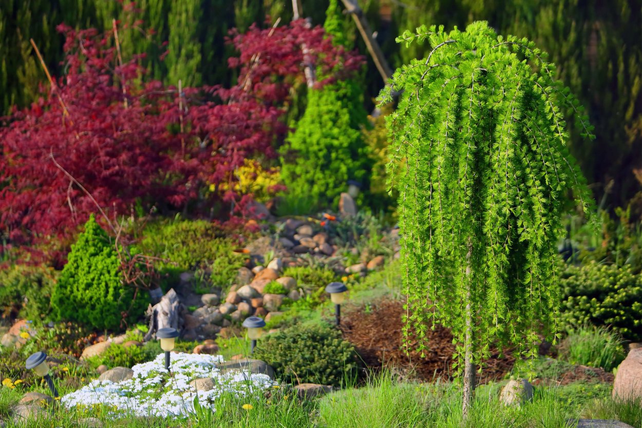 Древесно кустарниковая группа схема