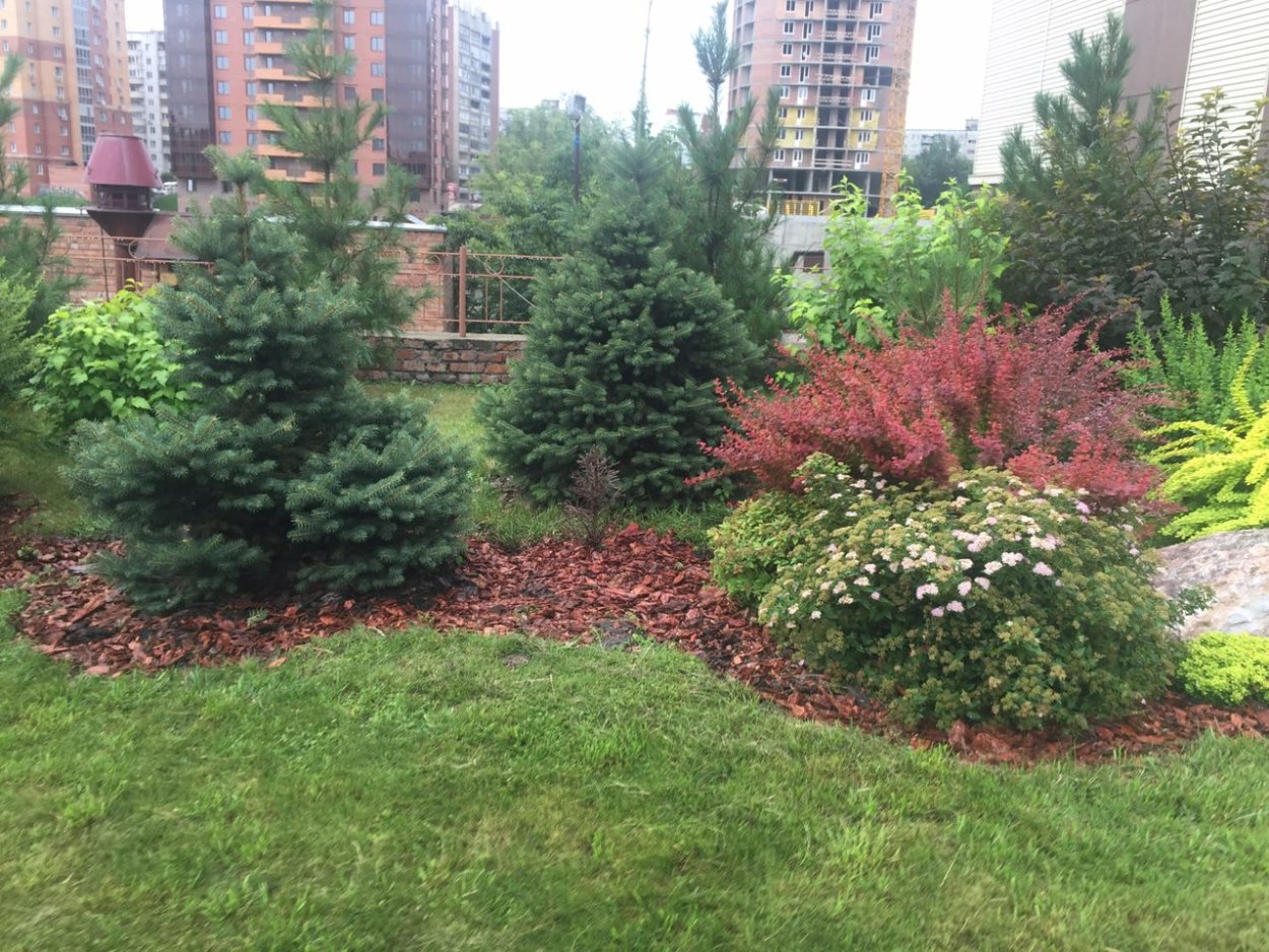 Хвойники в Лесном ландшафте