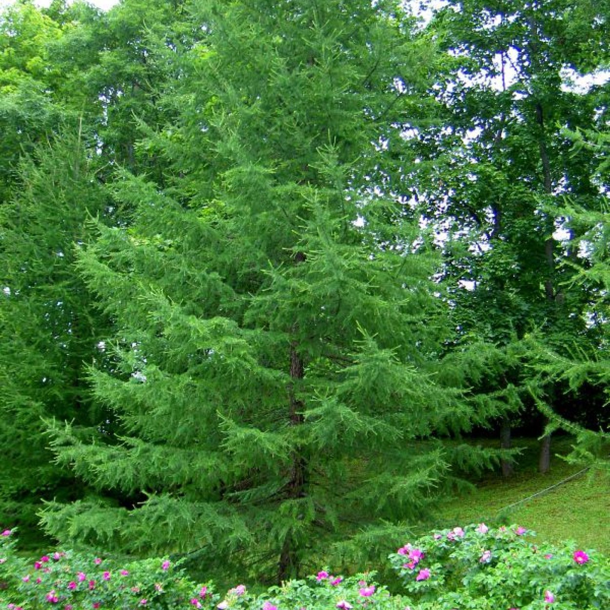 Сосна Кедровая изгородь