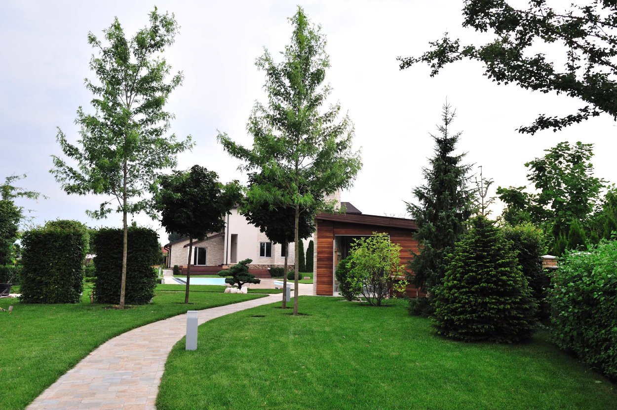 Лиственница европейская Пендула