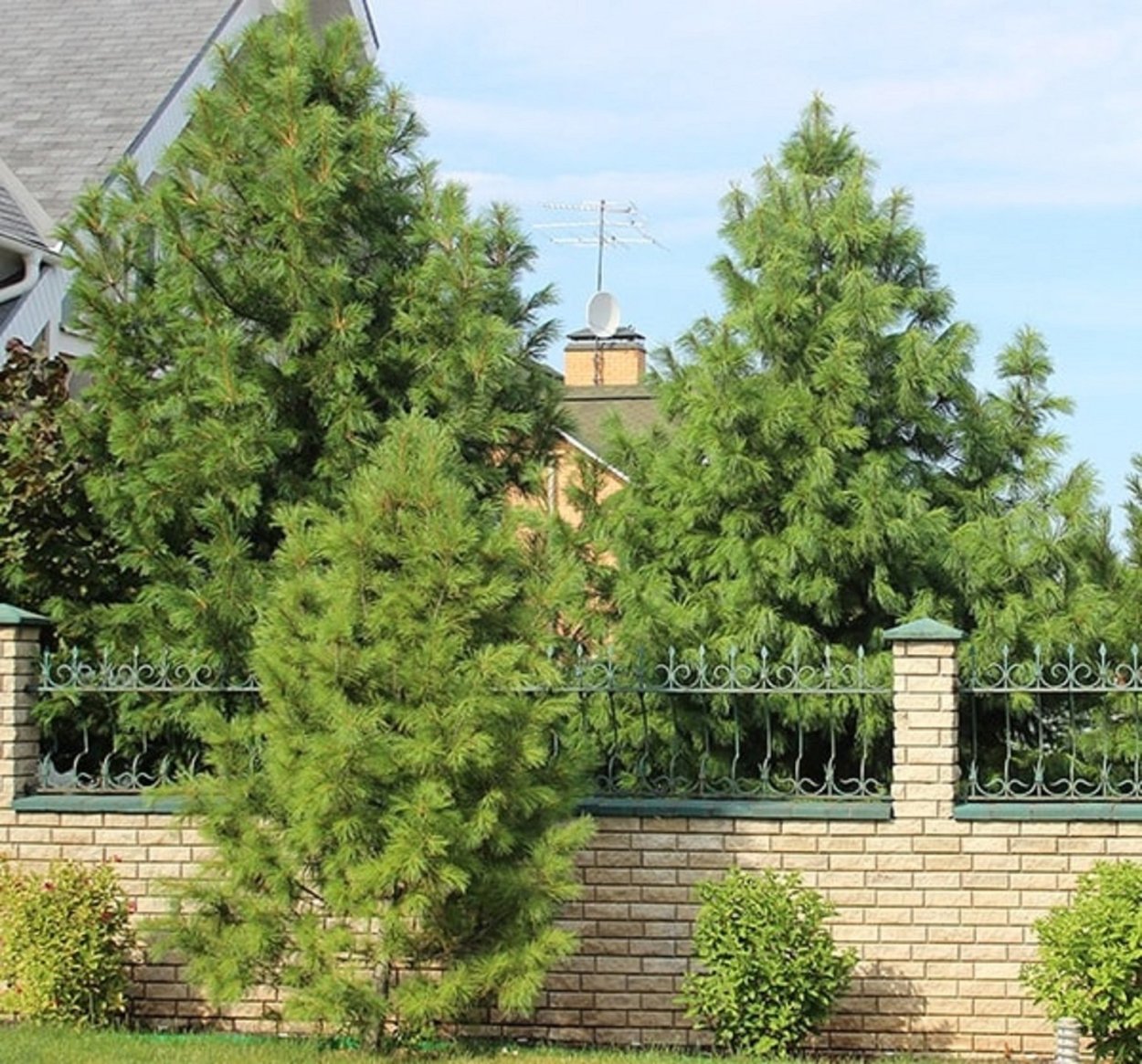 Ель Инверса в ландшафте