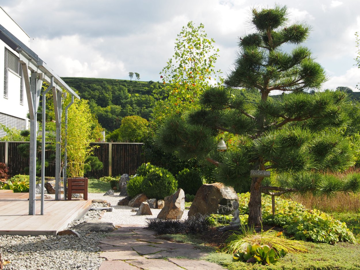 Мульчирование туи корой