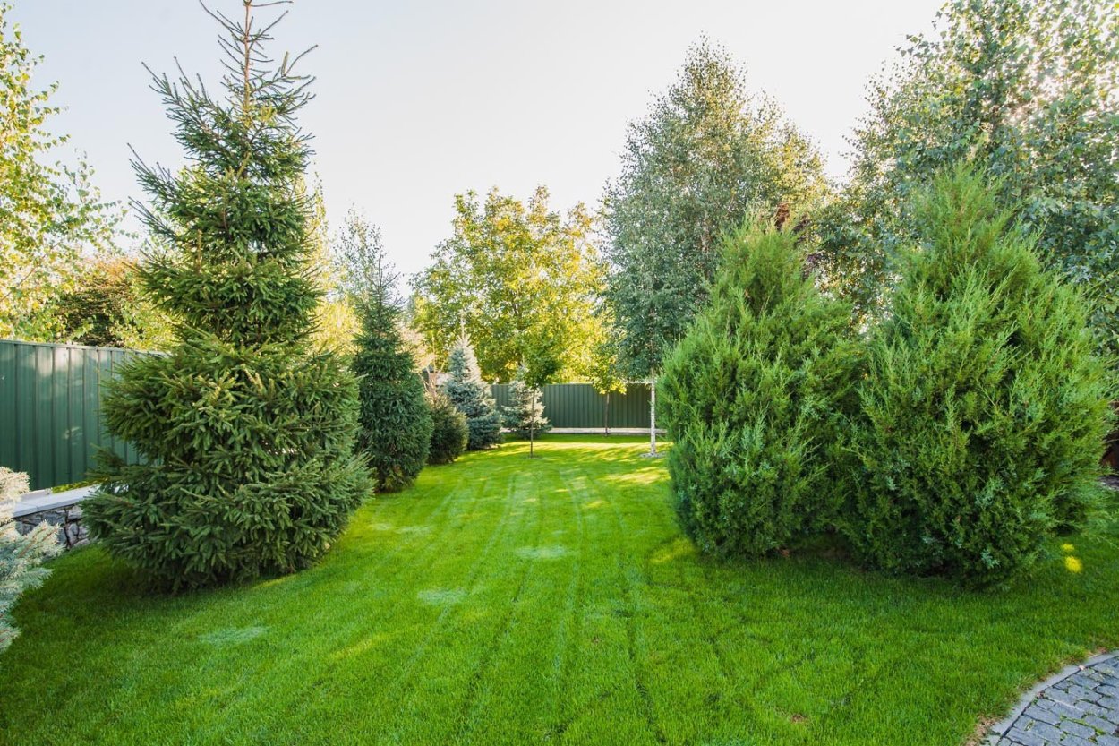 Лиственница европейская Пендула