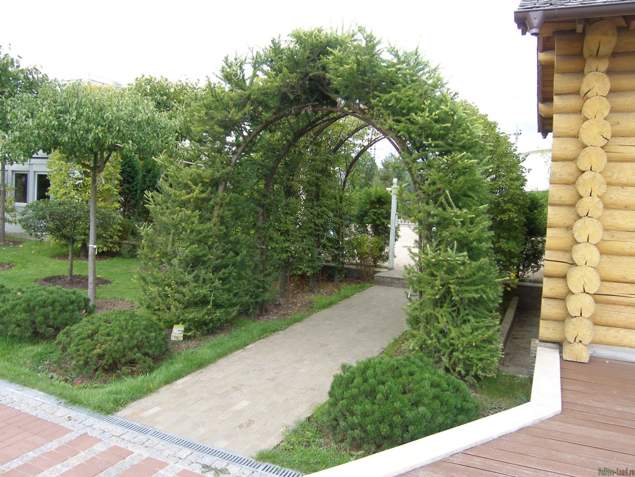 Лиственница европейская Larix decidua pendula