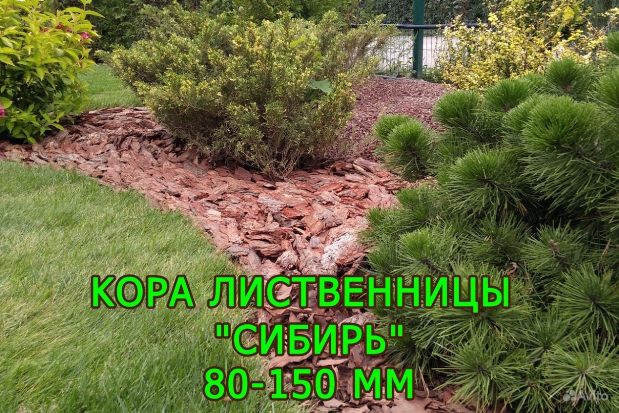 Ель Хупси на штамбе