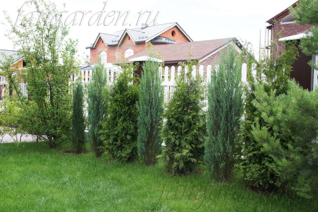 Лиственница Пендула