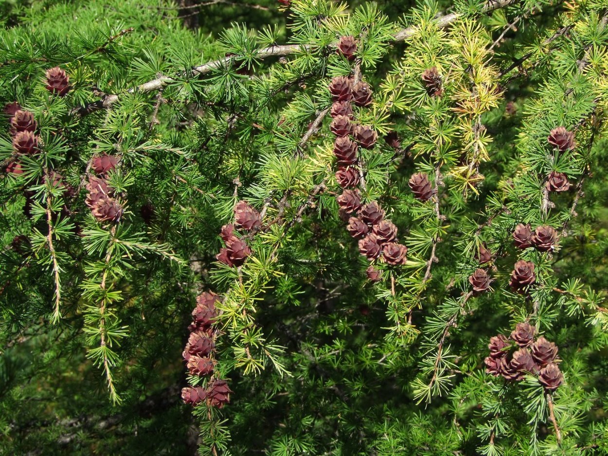 Туи и Ива Козья Пендула