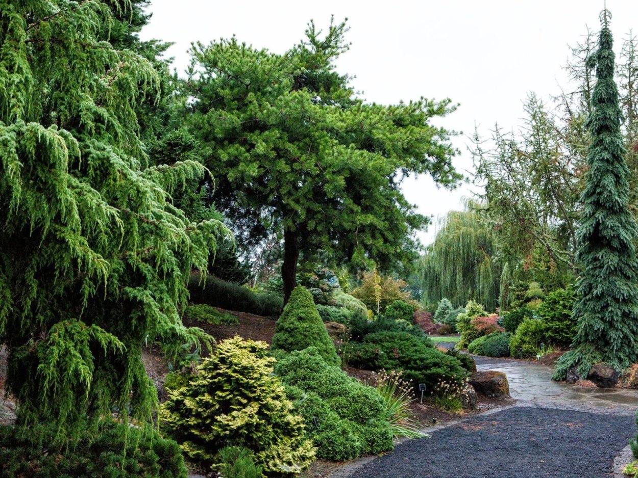 Хвойники сосна Кедровая