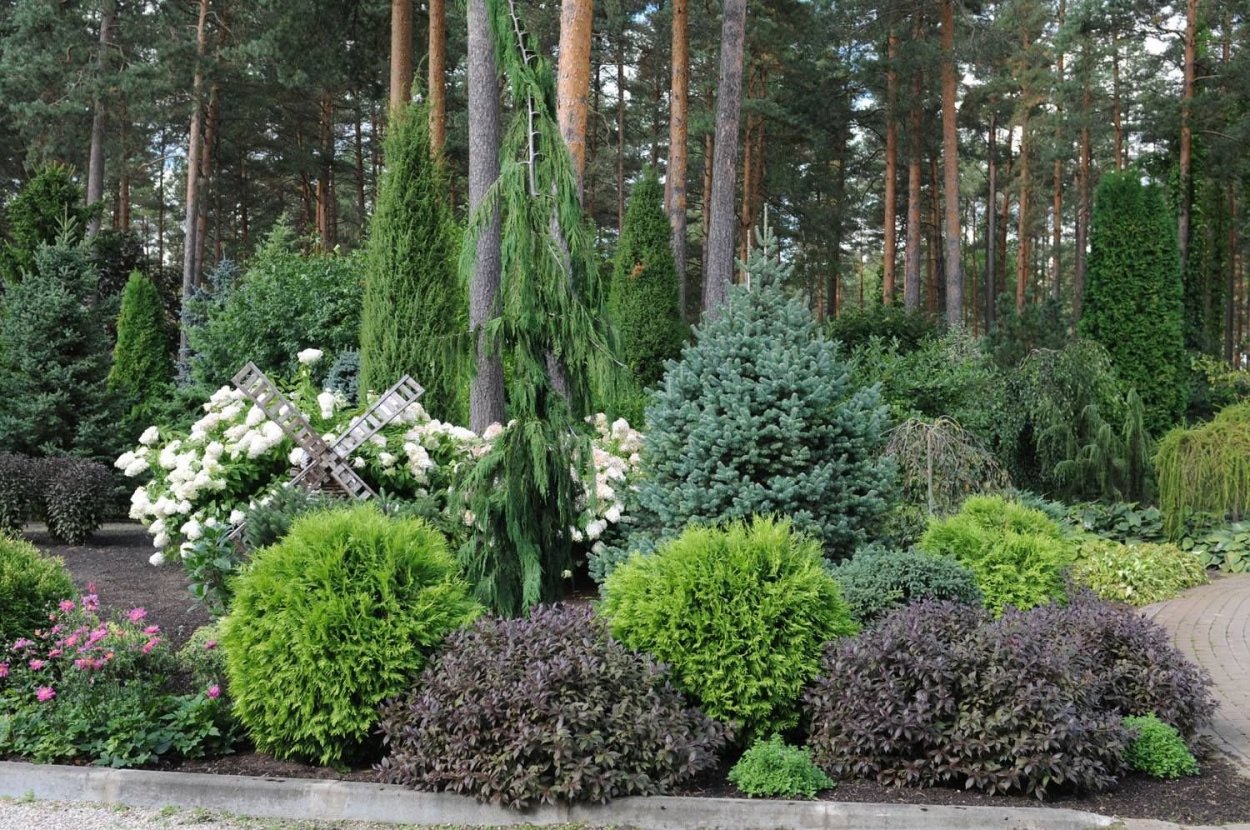 Мульчирование хвойников корой лиственницы