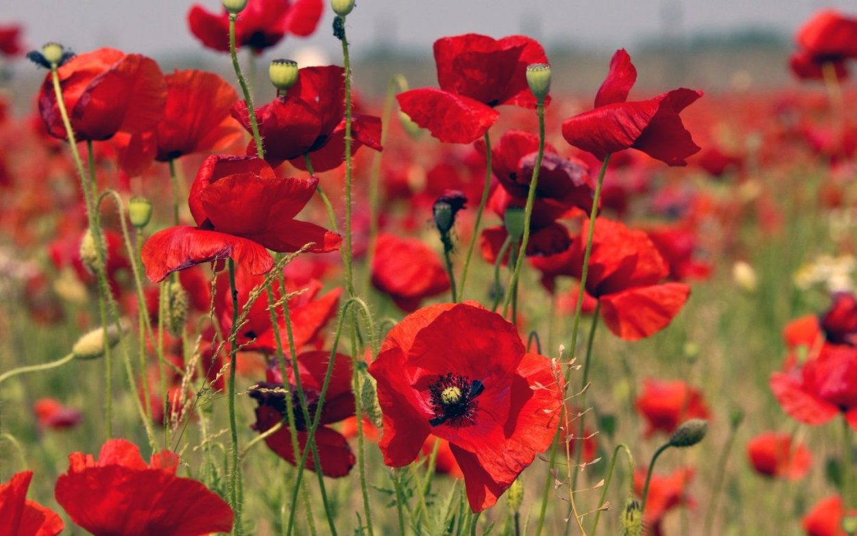 Полевые цветы в июле