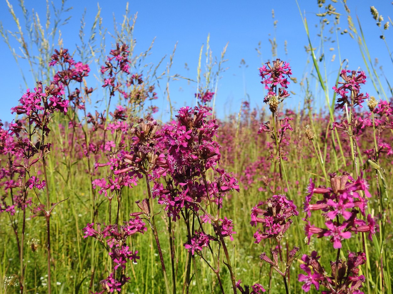 Смолка обыкновенная Viscaria vulgaris