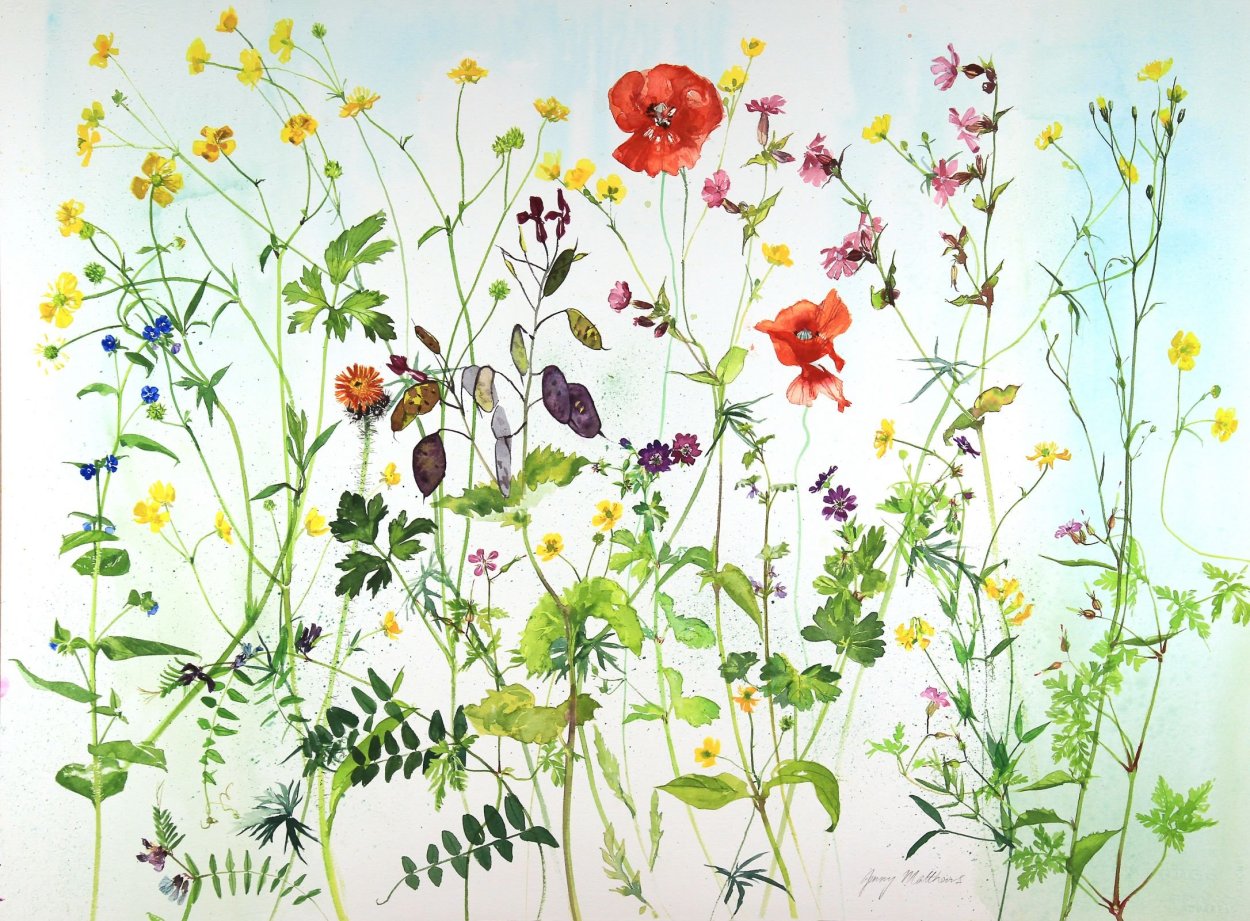 Полевые цветы акварелью на белом фоне