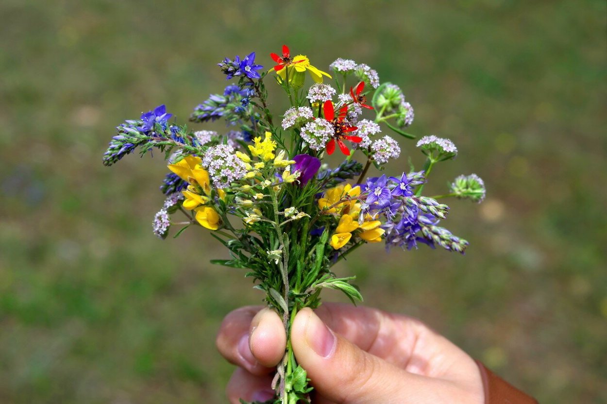 Полевые цветы вектор