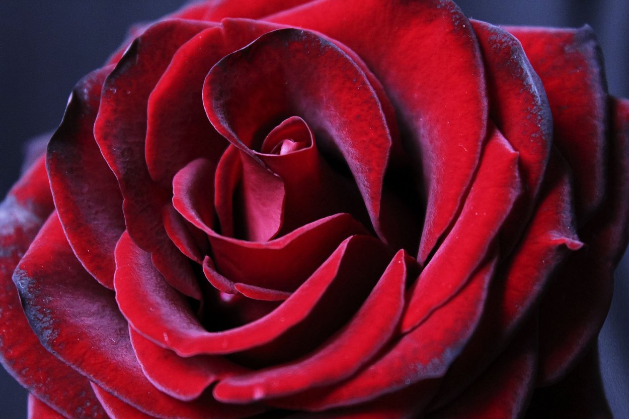 Тюльпан Фреско