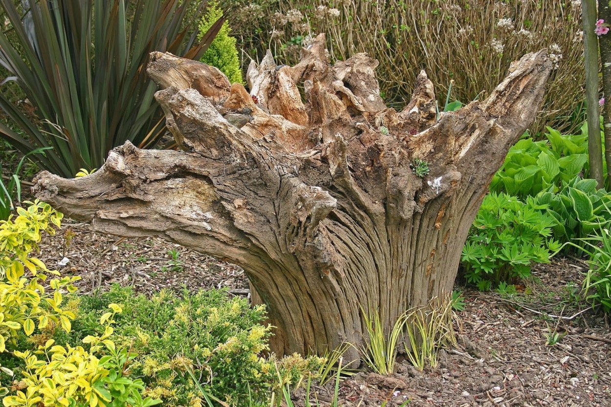 Рутарий в ландшафтном