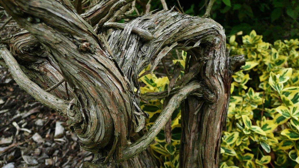 Кора старого дерева