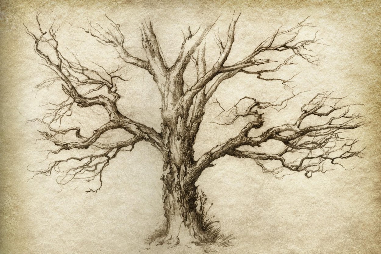 Старое дерево рисунок