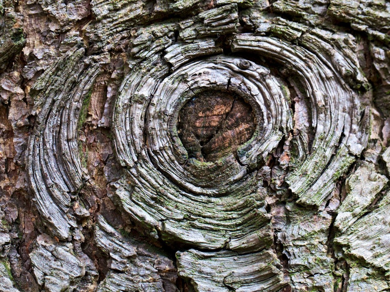 Срез ствола дерева