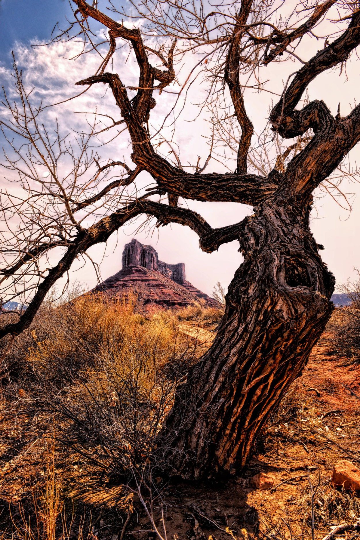 Красивый ствол дерева