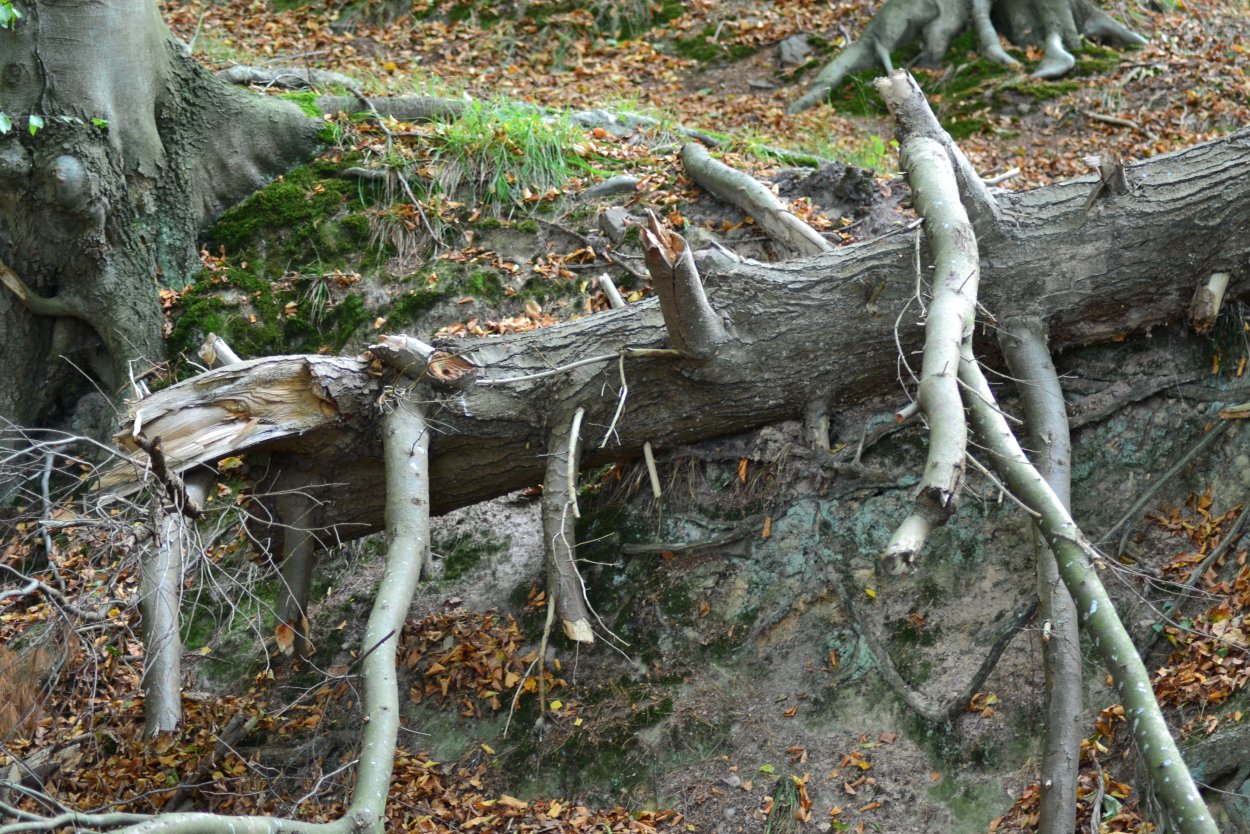 Поваленный ствол дерева