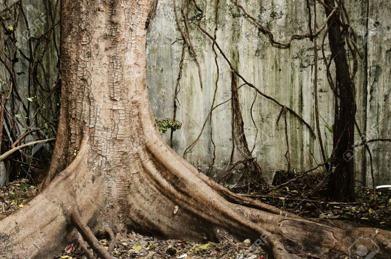 Старое дерево с корнями