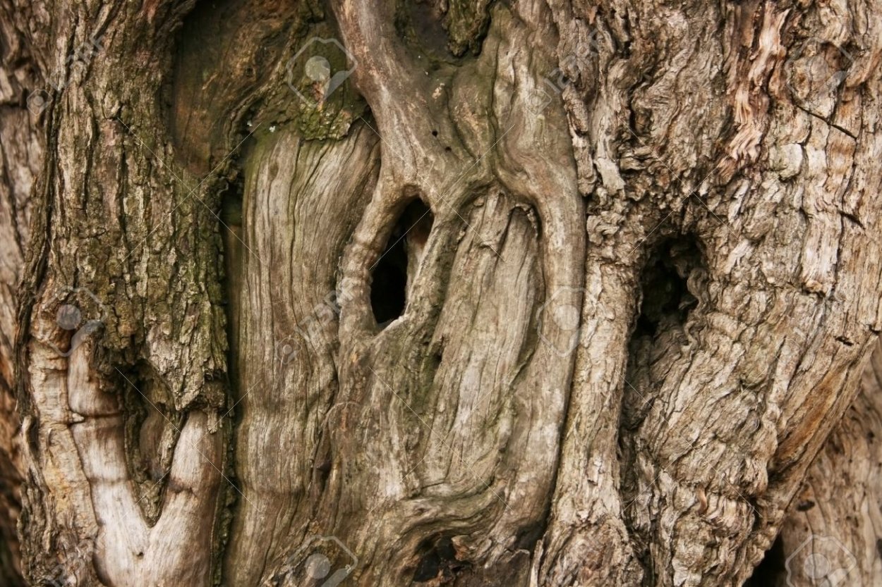 Дупло старого дерева