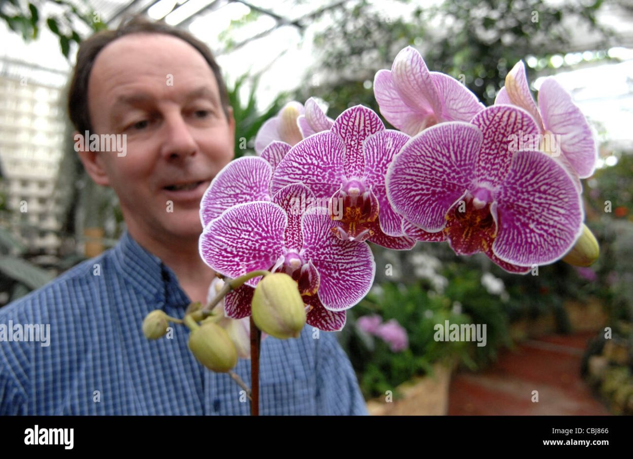 Такка Шантрье Tacca chantrieri