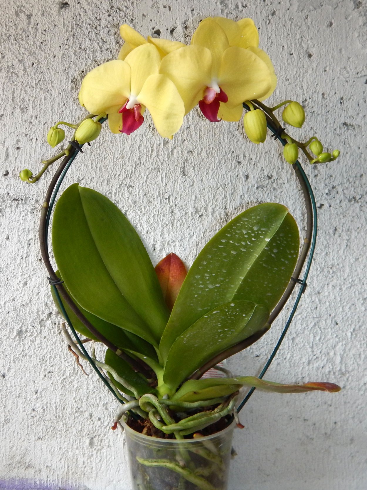 Фаленопсис (Phalaenopsis) – Орхидея