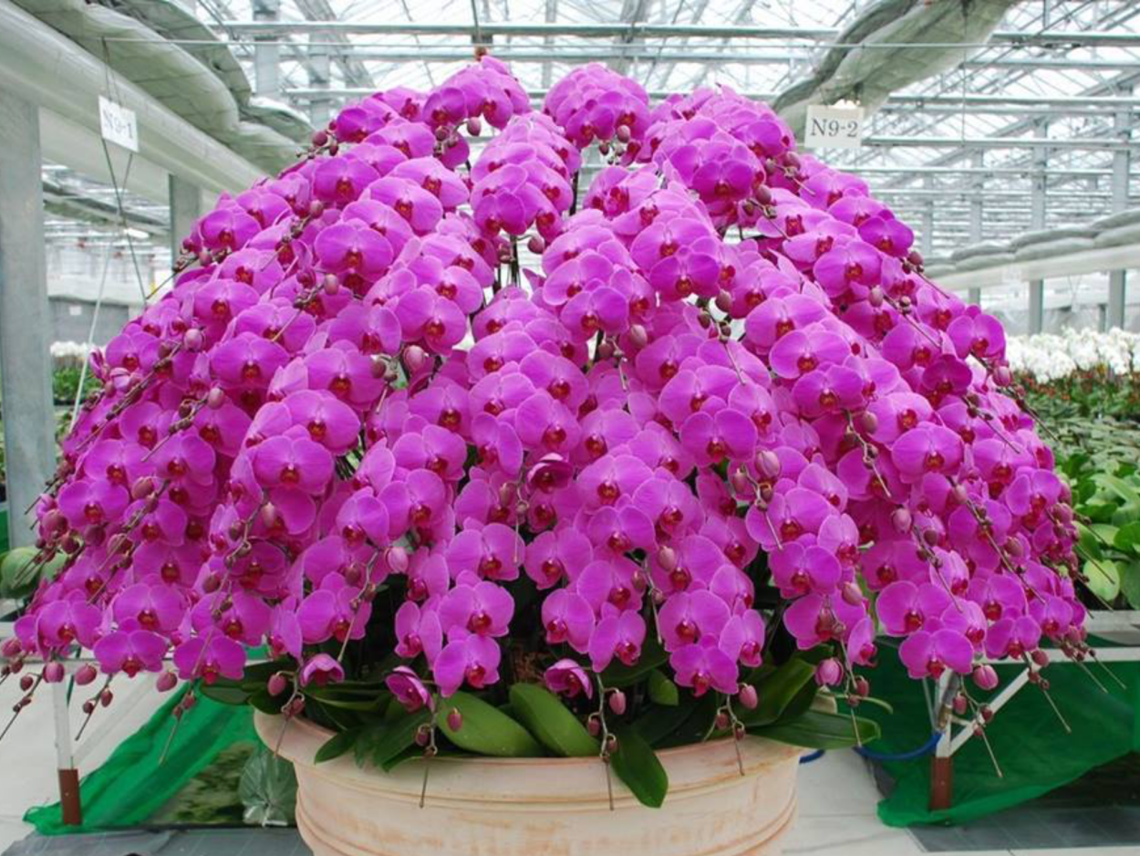 Ампельная каскадная Орхидея