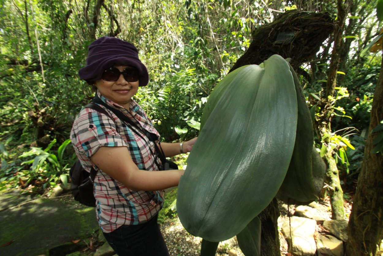 Фаленопсис Алабастер