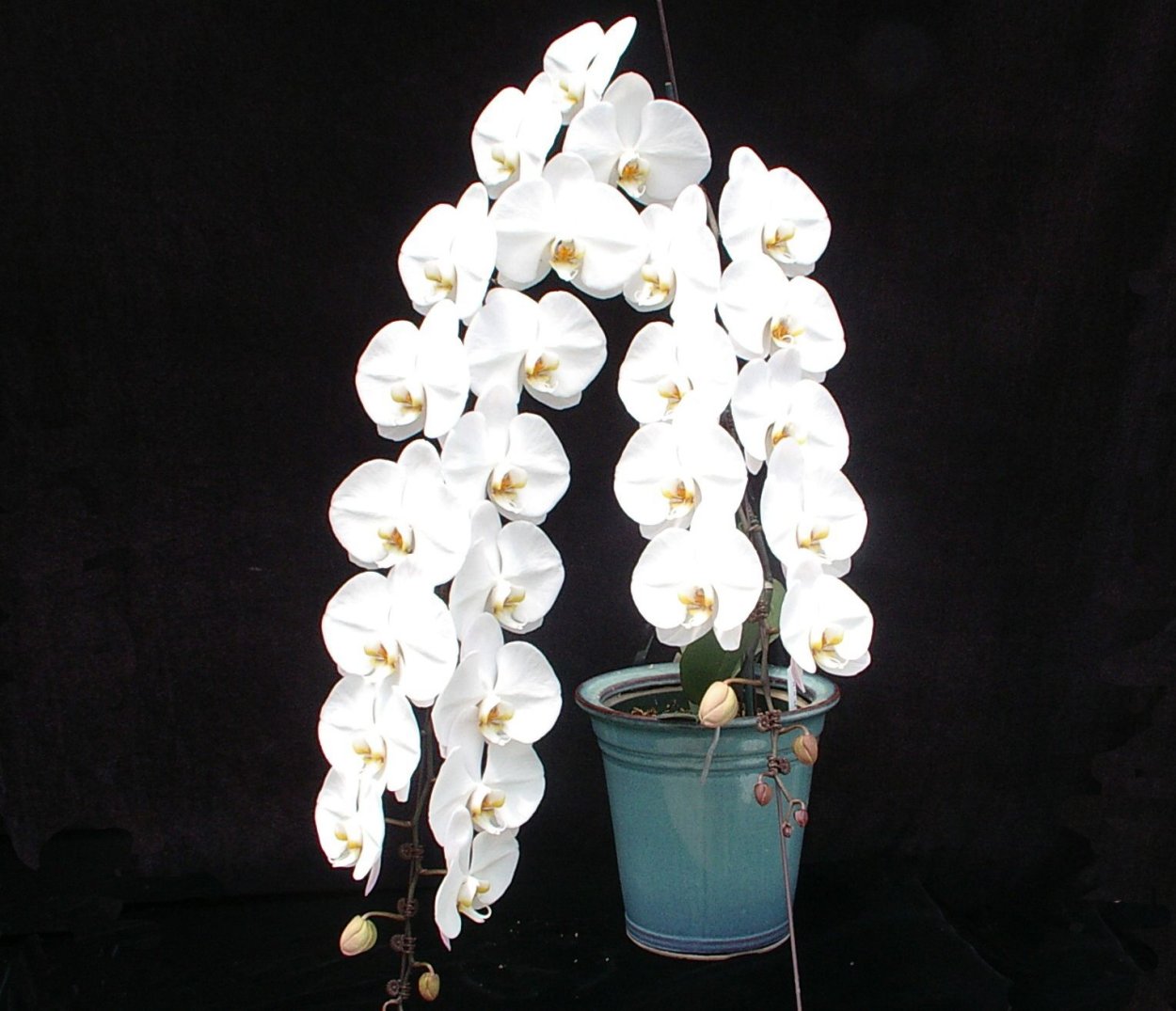 Фаленопсис Орхидея астрал