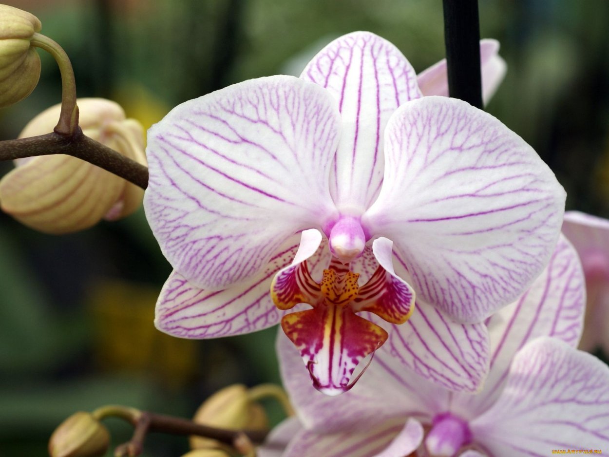 Ринхостилис гигантея