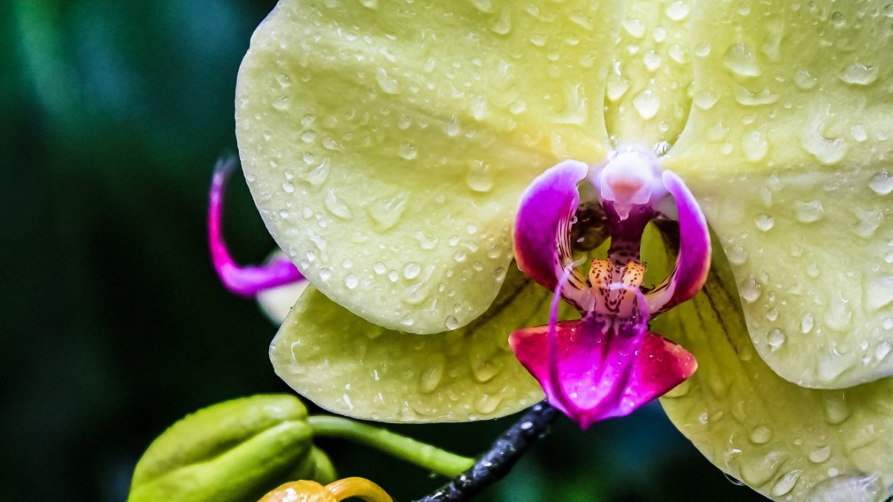 Орхидея фаленопсис цветение