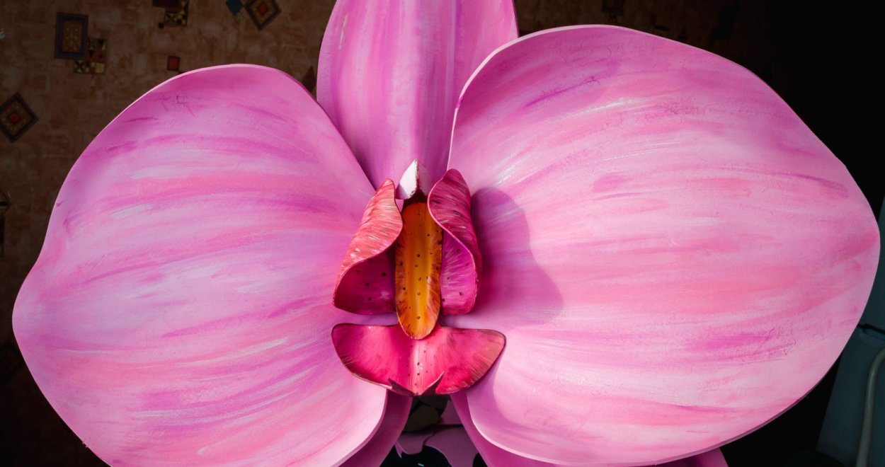 Фаленопсис бабл гам