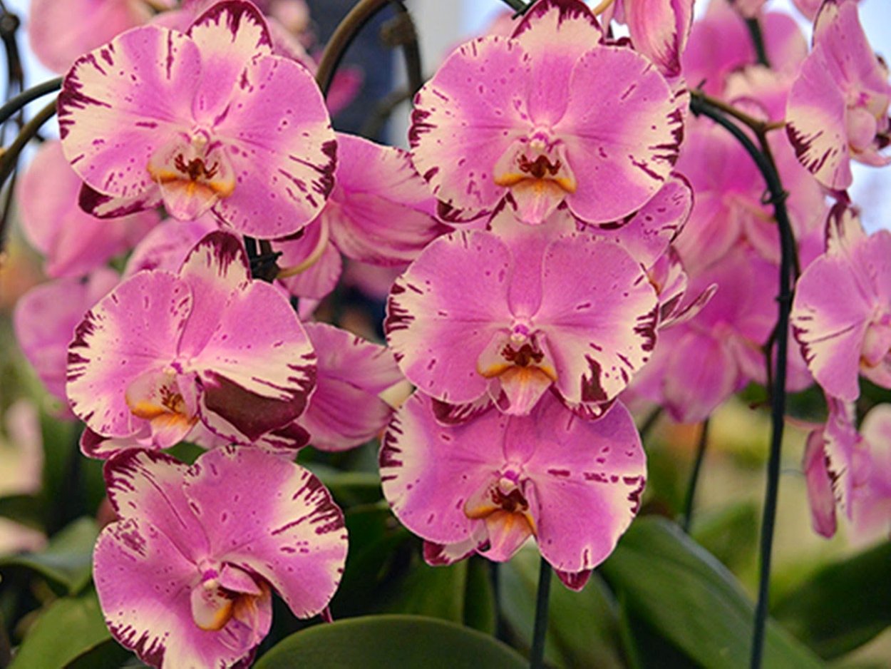 Орхидея фаленопсис куст белый