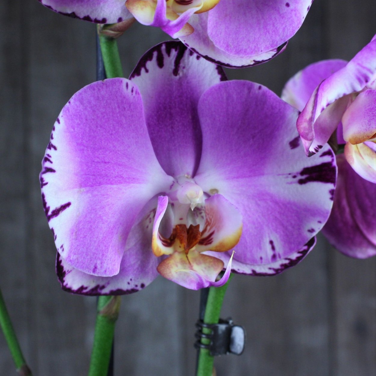 Орхидея фаленопсис Королевский сенсейшен