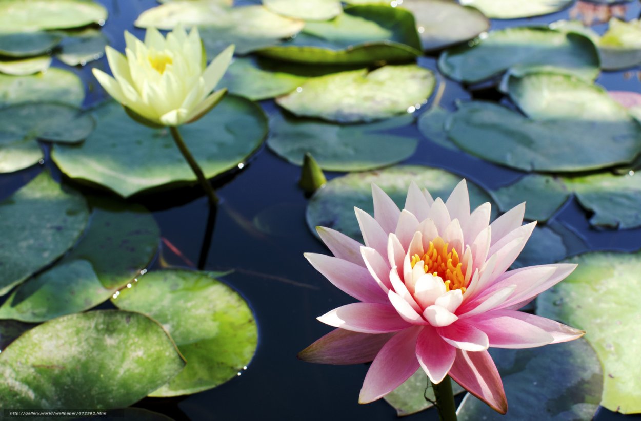 Георги водяная Лилия