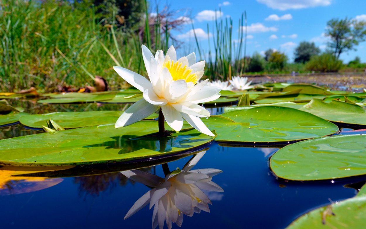 Кувшинки без цветов