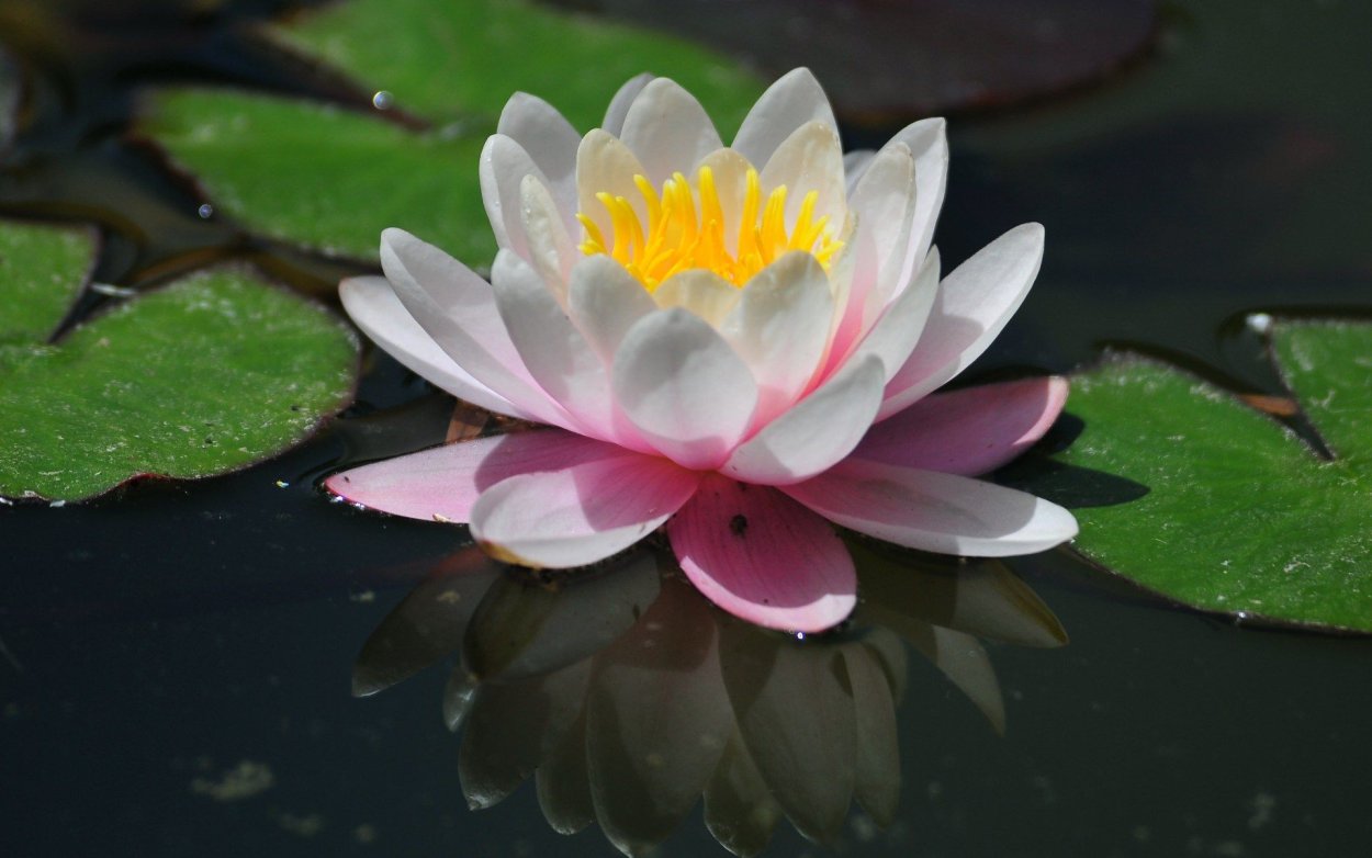 Белое озеро Селигер кувшинки